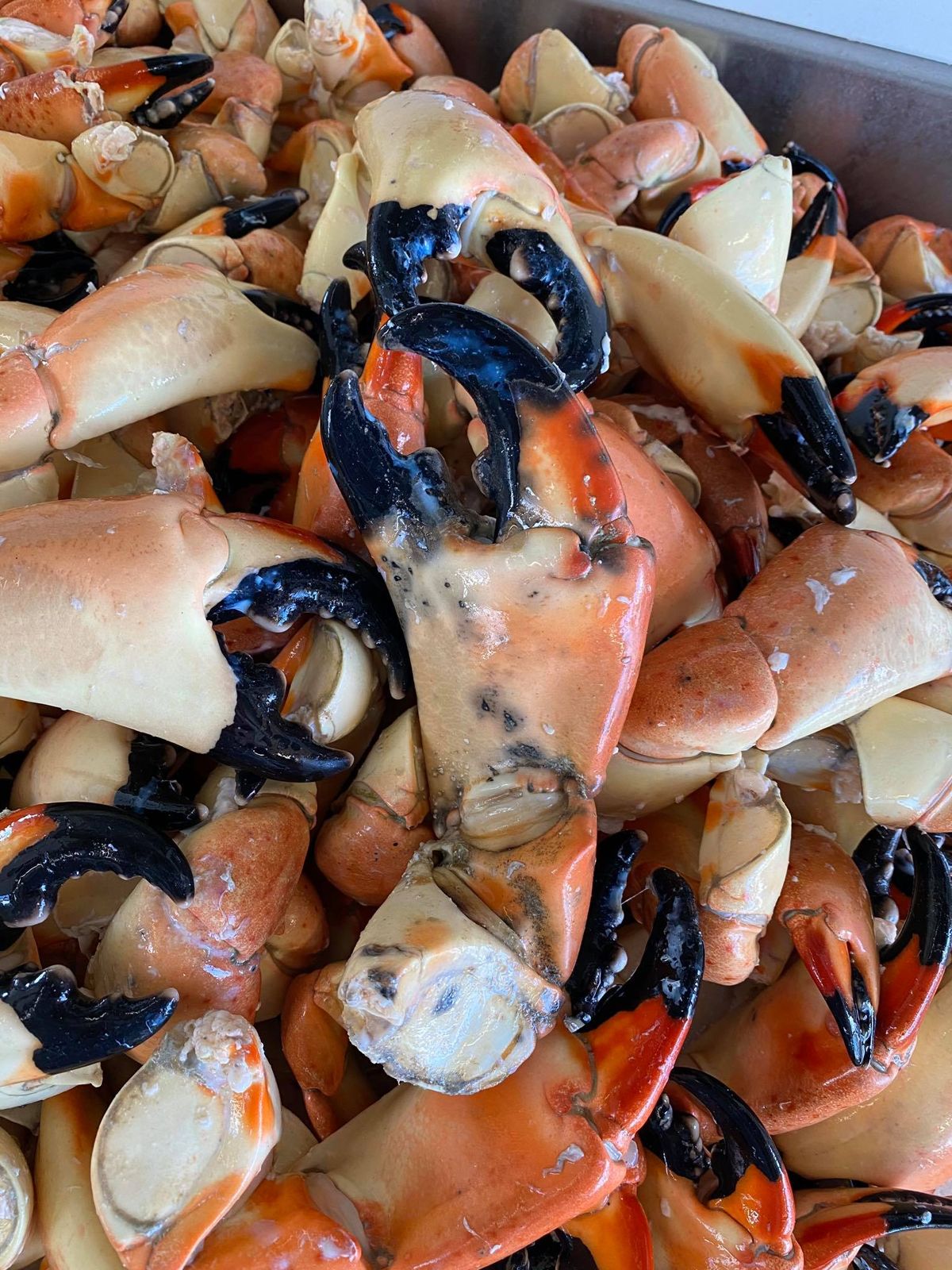 Stone crab claws up close