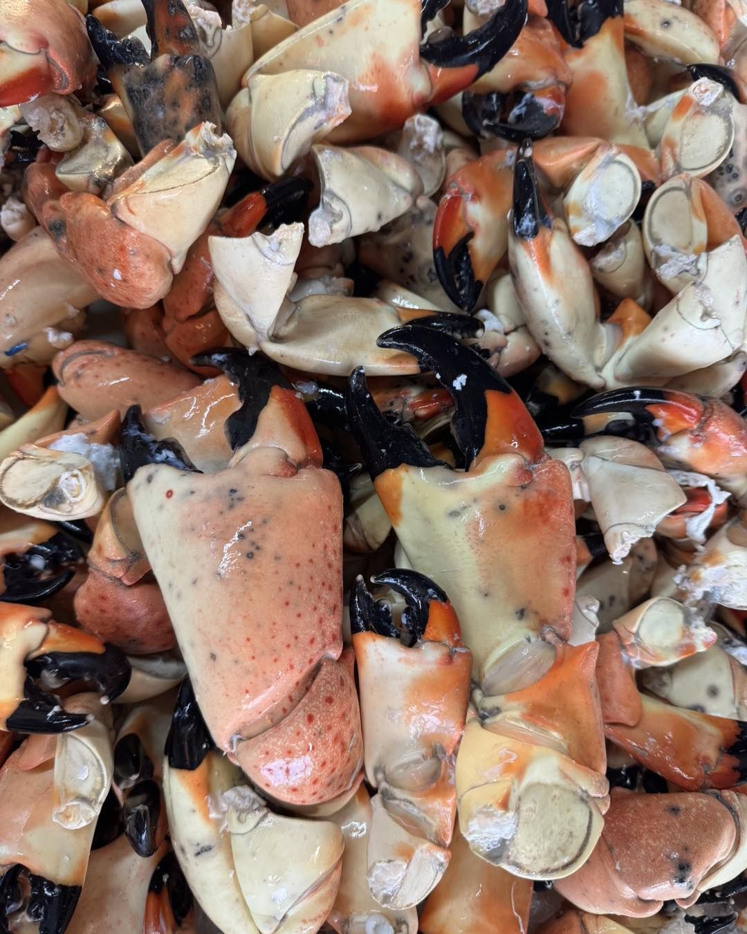 A pile of fresh stone crab claws